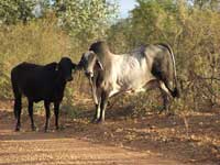 Click to display picture 