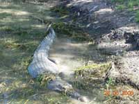 Click to display picture 