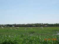 Click to display picture 