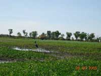 Click to display picture 