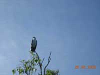 Click to display picture 