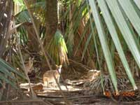 Click to display picture 