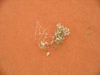 Click to display picture 