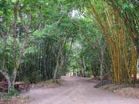 Bambooland QLD